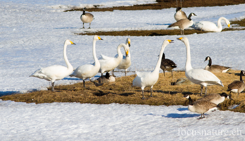 Cygne chanteur 8250.jpg - Cygne chanteur, Cygnus cygnus, Whooper Swan (Hornborgasjön, Suède, avril 2013)